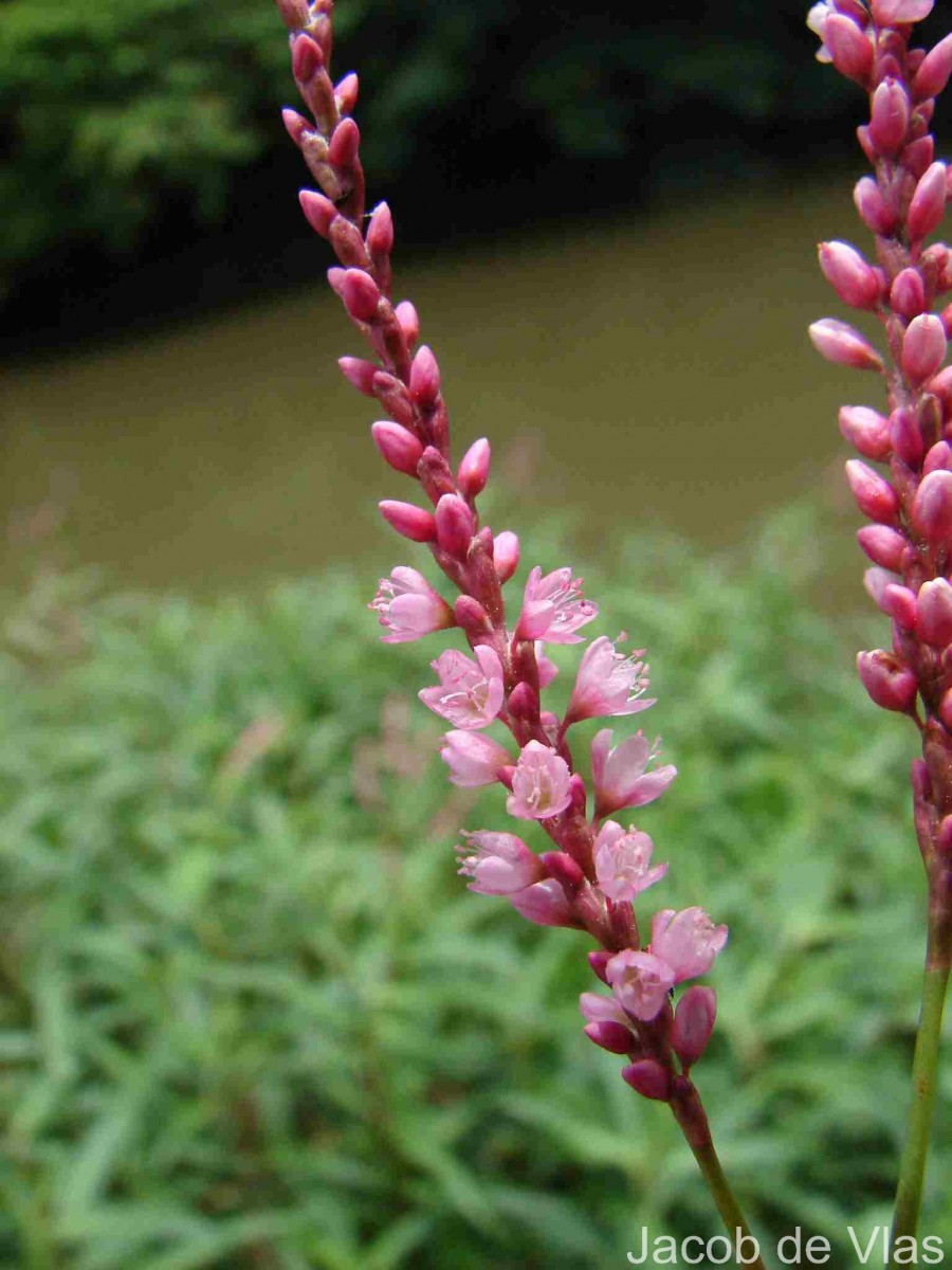 Persicaria glabra (Willd.) M.Gómez